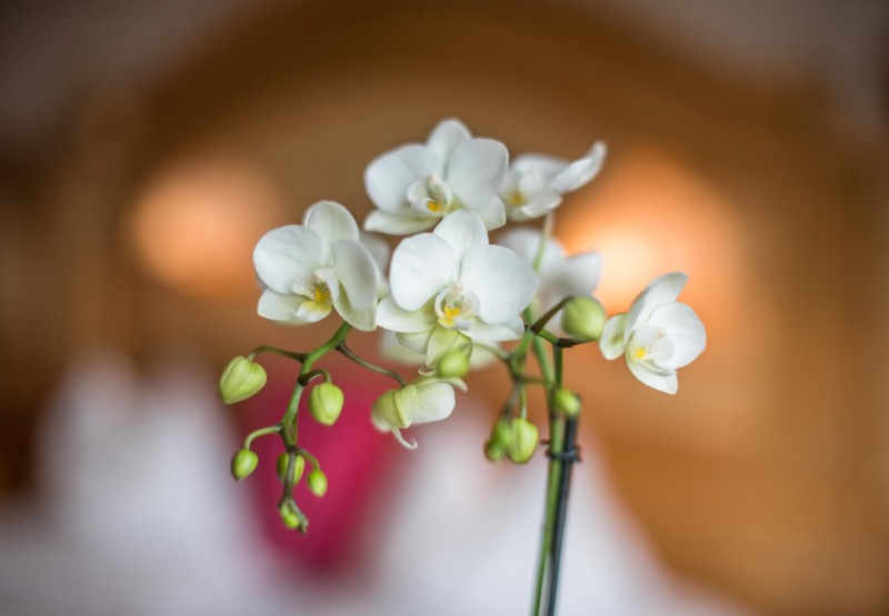 Detailfoto einer weißen Orchidee
